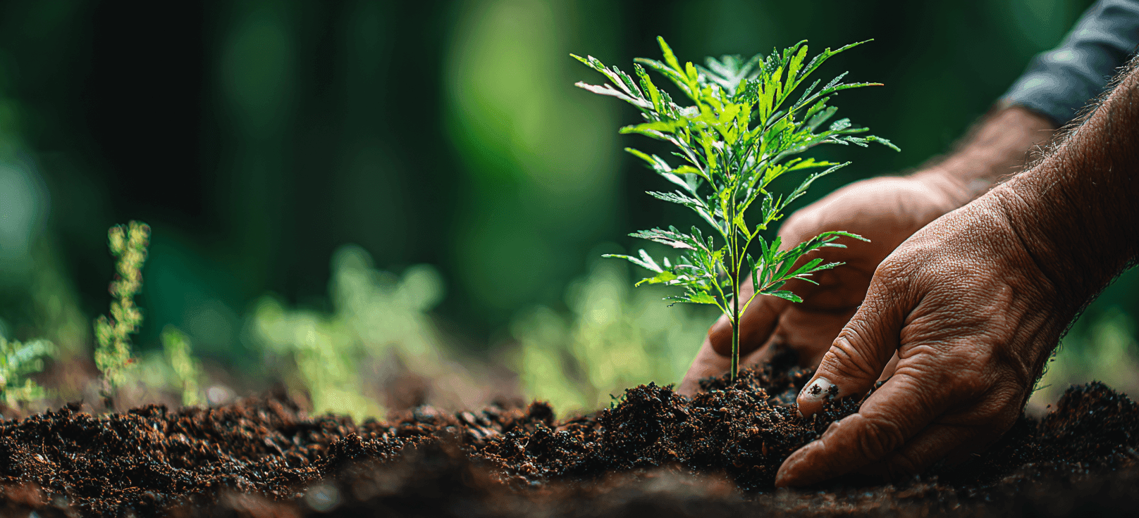 Tree Planting Together